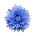 Blue flower dahlia on a white isolated background with clipping path. Closeup. no shadows. For design.
