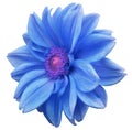 Blue flower dahlia, white isolated background with clipping path. Closeup. no shadows. purple-pink center. side view. for design. Royalty Free Stock Photo