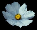 Blue flower daisy black isolated background with clipping path. No shadows. Closeup. Royalty Free Stock Photo
