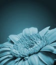 Blue flower detail