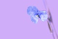 Blue flower with dew drops on a purple background Royalty Free Stock Photo
