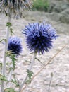 Echinops ritro in bloom Royalty Free Stock Photo