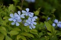 Blue flower emphasized.