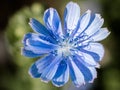 Blue Flower of endive