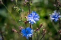 Blue flower of endive, closeup