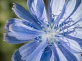 Blue Flower of endive