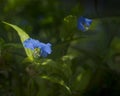 Blue flower of Erect dayflower