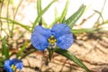 Blue flower of Erect dayflower Commelina erecta occurs throughout Florida Royalty Free Stock Photo