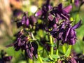 Blue flower of European columbine. Aquilegia vulgaris. Close up. Royalty Free Stock Photo