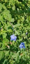 Blue flower Evolvulus glomeratus Evolvulus nuttallianus morning-glory Shaggy dwarf flowering plant