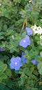 Blue flower Evolvulus glomeratus Evolvulus nuttallianus morning-glory Shaggy dwarf flowering plant