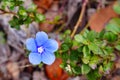 Blue flower Evolvulus glomeratus Evolvulus nuttallianus morning-glory Shaggy dwarf plant