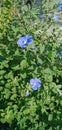 Blue flower Evolvulus glomeratus Evolvulus nuttallianus morning-glory Shaggy dwarf flowering plant