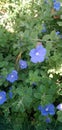 Blue flower Evolvulus glomeratus Evolvulus nuttallianus morning-glory Shaggy dwarf flowering plant