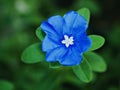 Blue flower Evolvulus glomeratus Evolvulus nuttallianus morning-glory Shaggy dwarf flowering plant with soft selective focus ,macr