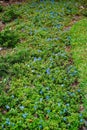 Blue flower Evolvulus glomeratus Evolvulus nuttallianus morning-glory Shaggy dwarf plant