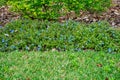 Blue flower Evolvulus glomeratus Evolvulus nuttallianus morning-glory Shaggy dwarf plant