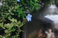 Blue flower Evolvulus morning-glory refraction in a drop of water.