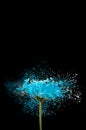 Romantic blue daisy flower with effect of explosion