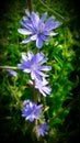 Blue flower of farm tree flower India Royalty Free Stock Photo