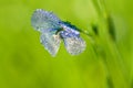 Blue flower of flax blossoms in the field