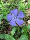 Blue flower