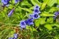 blue flower in the forest at summertime