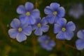 Blue Flower Fresh, Wildflower macro shot, flowers Royalty Free Stock Photo