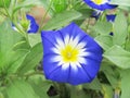 A blue flower in the garden. Convolvulus and green leaves.