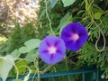 Blue Flower in the garden at Heusenstamm in Germany