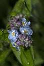 Blue flower in the garden water drops