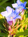 Blue flower of gentian Royalty Free Stock Photo