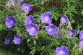Blue flower of a Geranium Gerwat, also known as hardy geranium or cranesbill. Royalty Free Stock Photo
