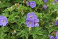 Blue flower of a Geranium Gerwat, also known as hardy geranium or cranesbill. Royalty Free Stock Photo