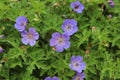 Blue flower of a Geranium Gerwat, also known as hardy geranium or cranesbill. Royalty Free Stock Photo