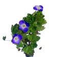 Blue flower germander speedwell Royalty Free Stock Photo