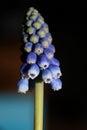 Blue flower grape hyacinth macro background fine art in high quality prints muscari neglectum family asparagaceae Royalty Free Stock Photo