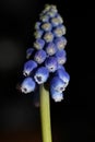 Blue flower grape hyacinth macro background fine art in high quality prints muscari neglectum family asparagaceae Royalty Free Stock Photo