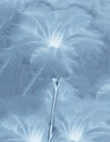 blue flower graphics with thin feather petals arranged in a background.