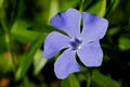 Blue flower in grass