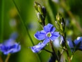 Blue flower with green background