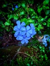 Blue flower with green flora background. Royalty Free Stock Photo