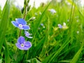 Blue flower green grass Royalty Free Stock Photo