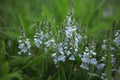 Beautiful wild blue meadow flowers in green fresh grass. spring flowers. nature, landscape in the field in summer 4 Royalty Free Stock Photo