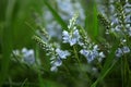 Beautiful wild blue meadow flowers in green fresh grass. spring flowers. nature, landscape in the field in summer 7 Royalty Free Stock Photo