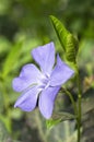 Blue flower with green leaves