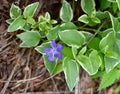 Blue flower and green leaves of a periwinkle plant in a garden. Royalty Free Stock Photo