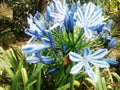 The blue Flower