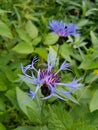 Blue flower in the garden Royalty Free Stock Photo