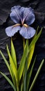 Purple Iris On Black Stone: Nature-inspired Tabletop Photography